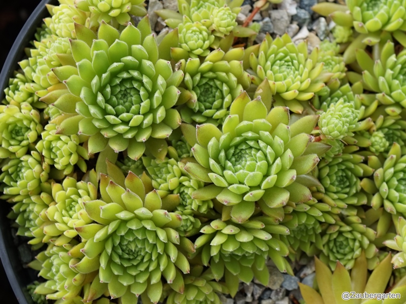Ory