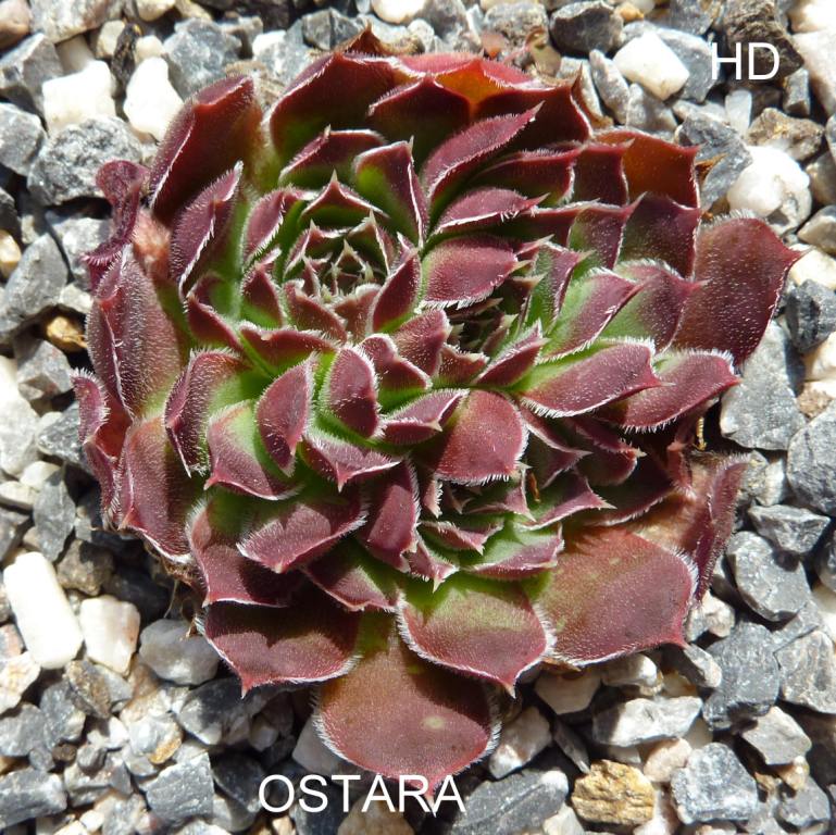 Ostara / Jovi