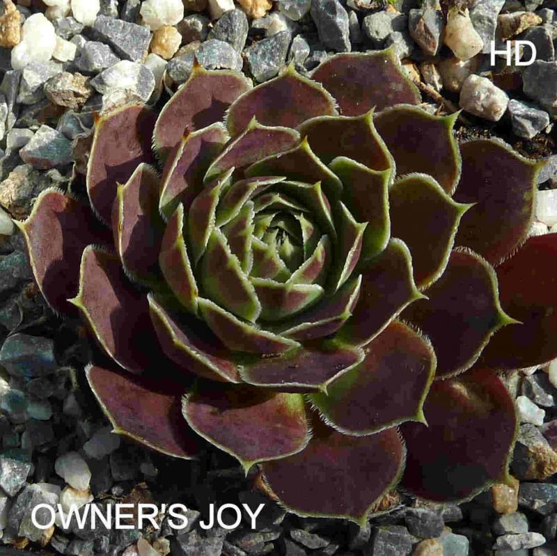 Owners Joy / Jovi