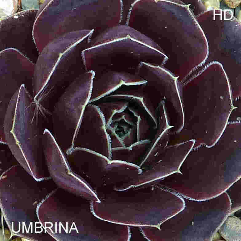 Umbrina / Jovi