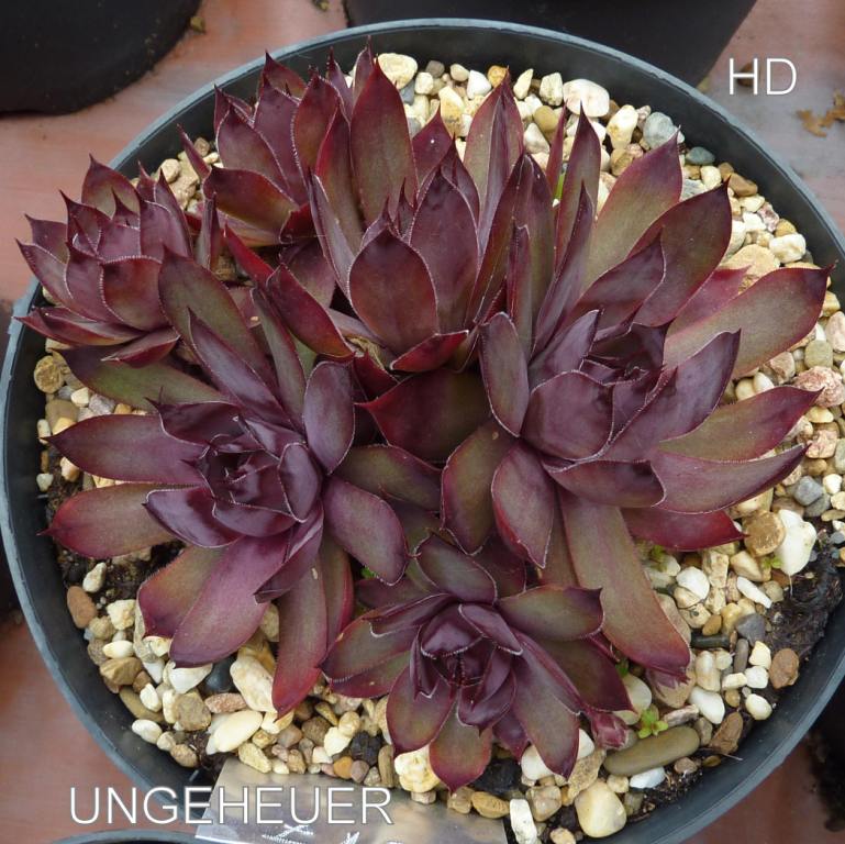Ungeheuer