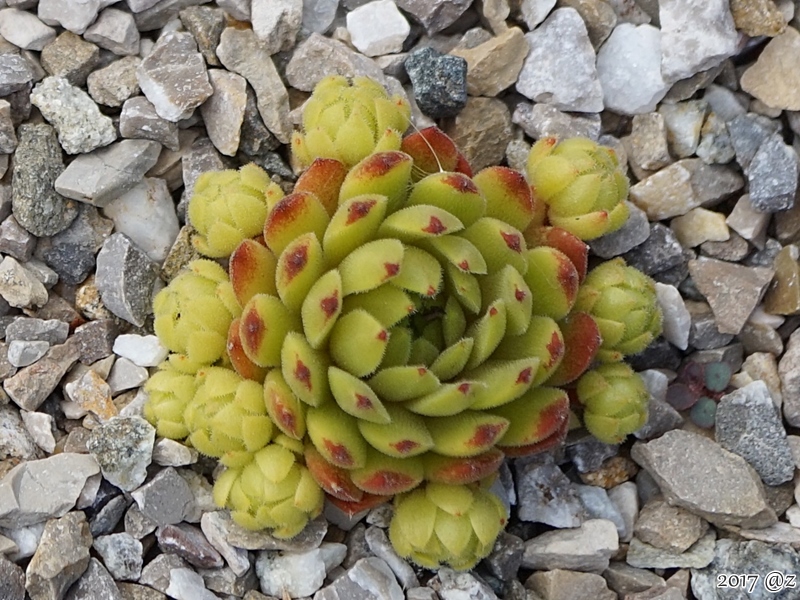 Ursprung