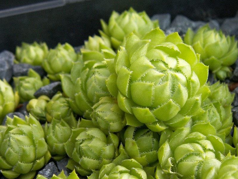 Yellow Green Form / Jovi