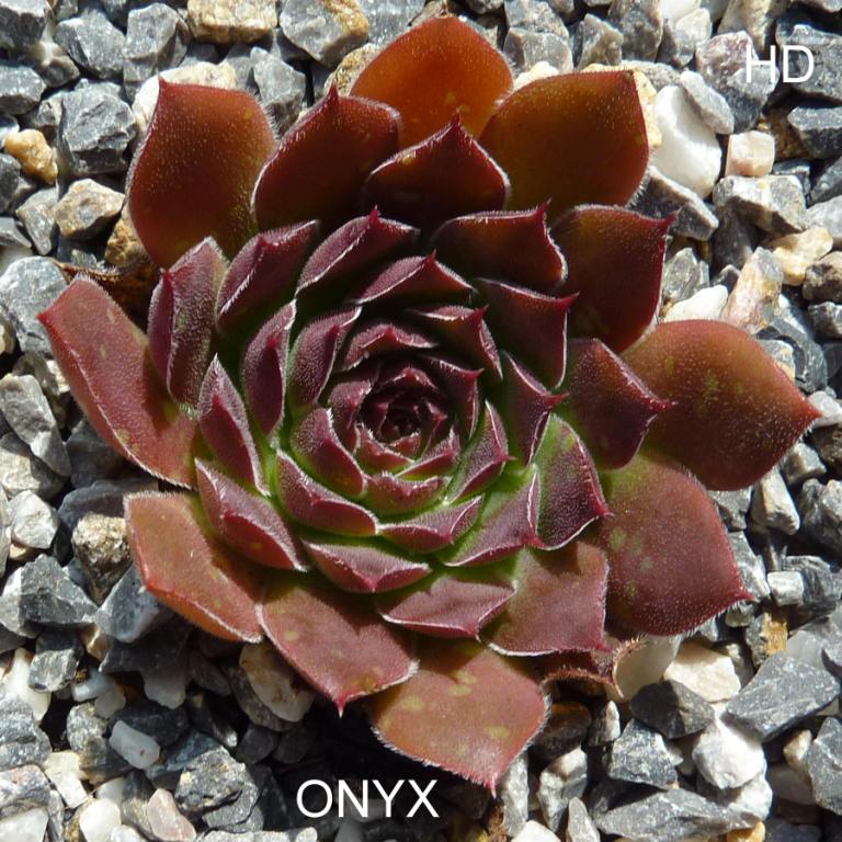 Onyx / Jovi