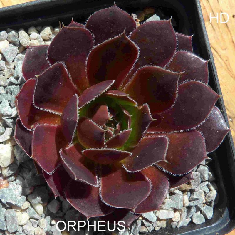 Orpheus / Jovi