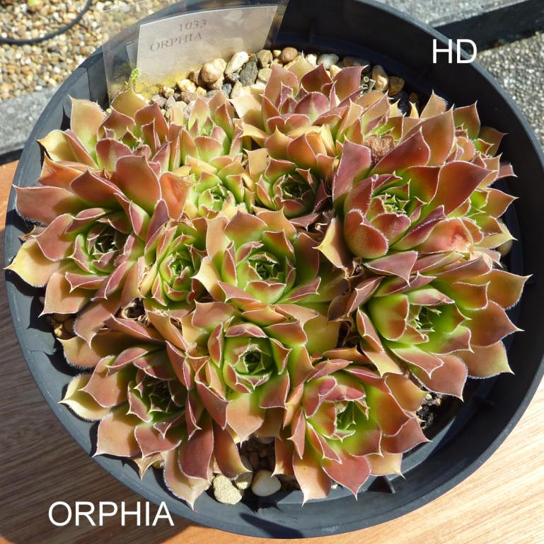 Orphia / Jovi