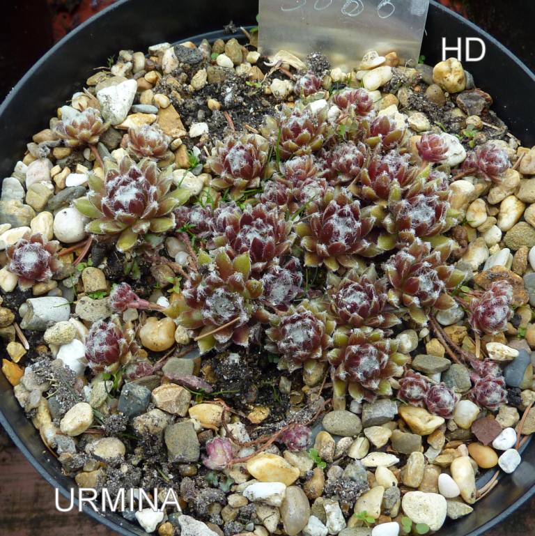 Urmina
