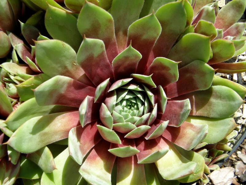 Yolanda