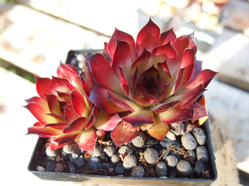 Orange Perfection