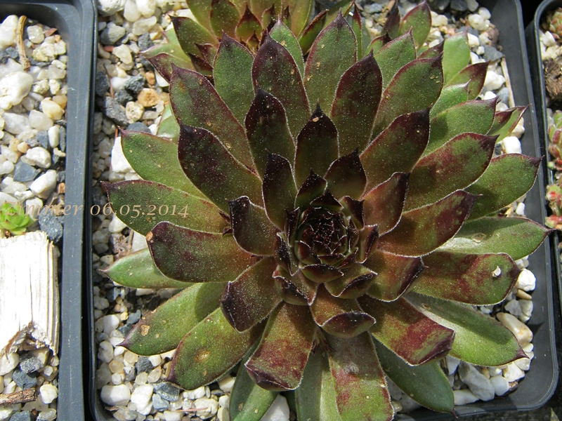 Olivine