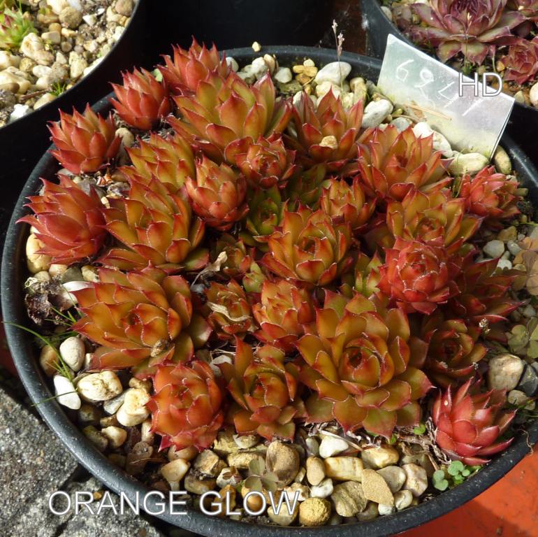 Orange Glow