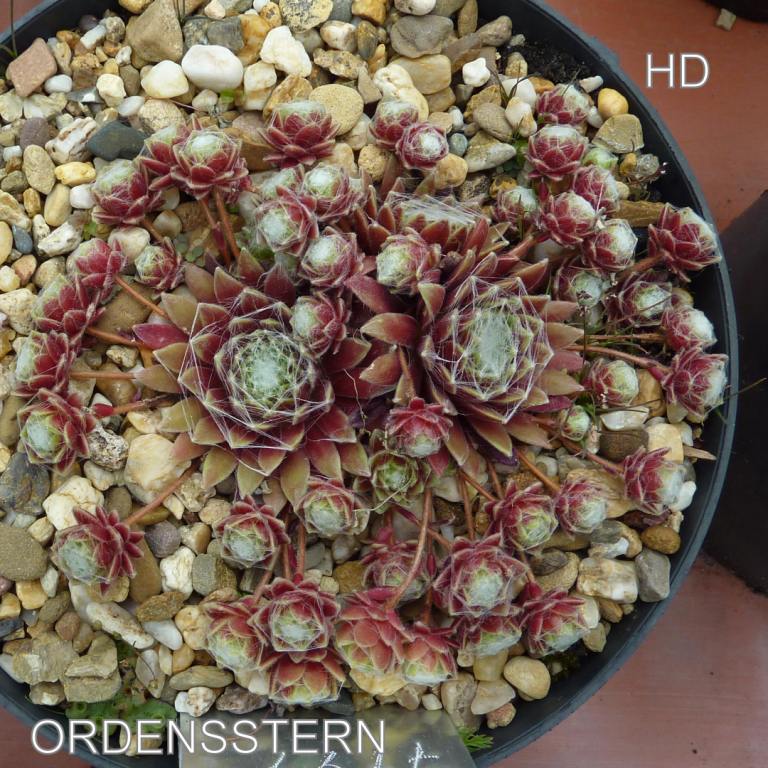 Ordensstern
