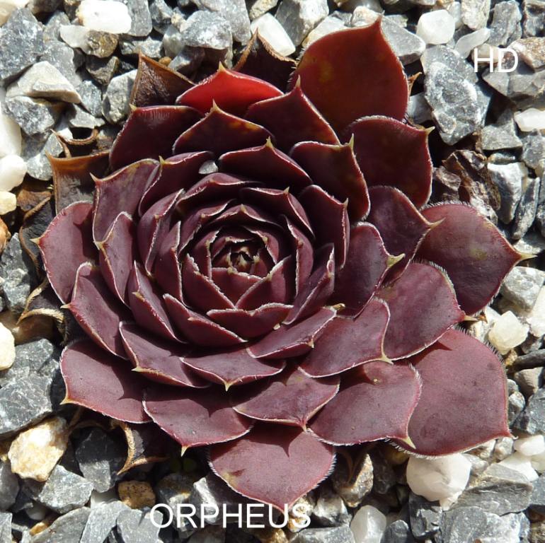 Orpheus / Jovi