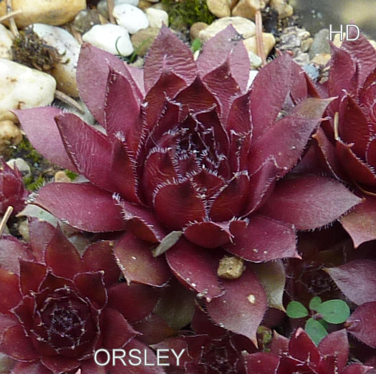 Orsley