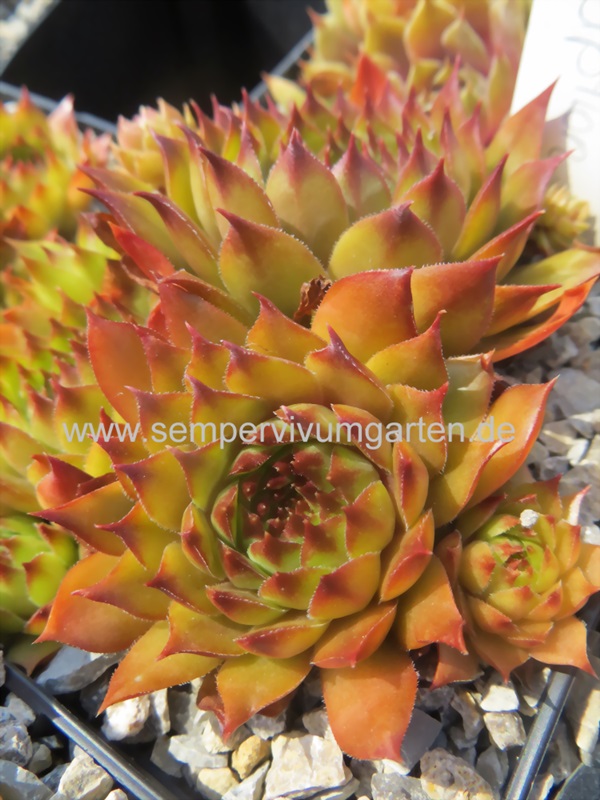 Orange Eruption