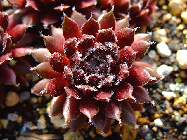 Urmina