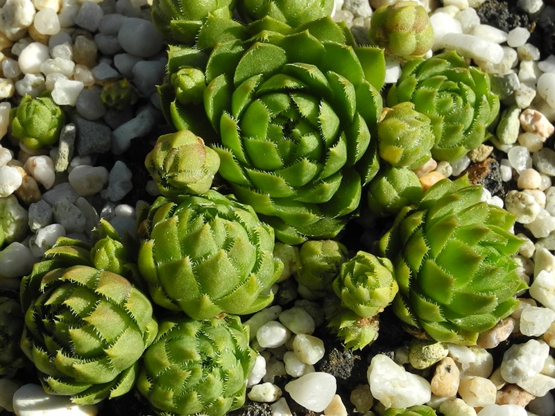 Yellow Green Form / Jovi