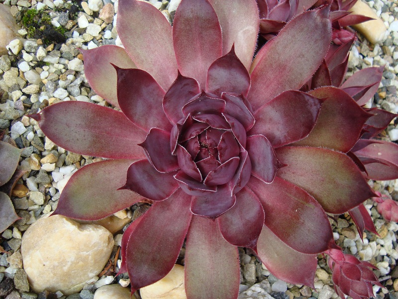 Ungeheuer