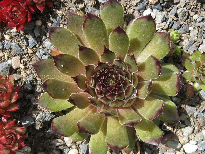 Olivine