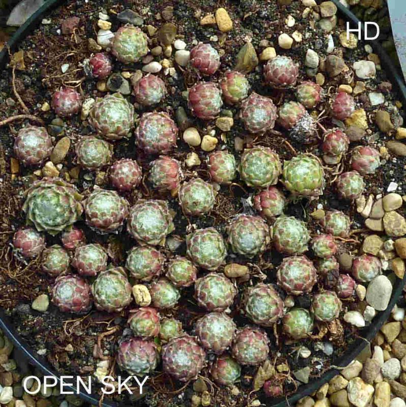 Open Sky
