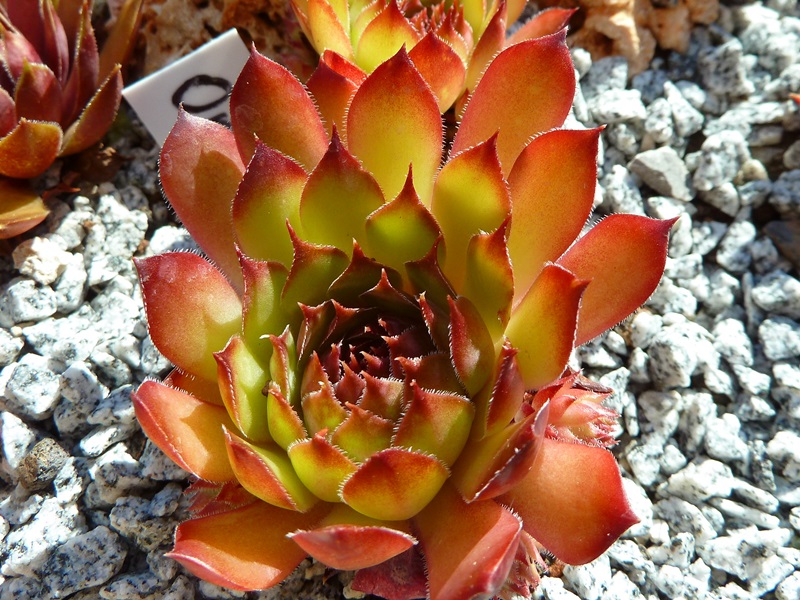Orange Perfection
