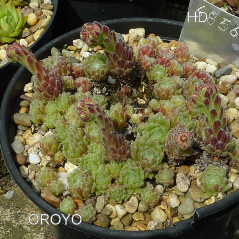 Oroyo