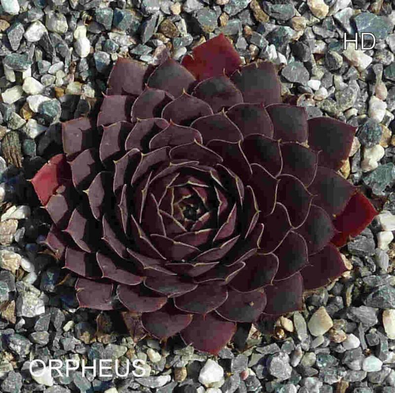 Orpheus / Jovi