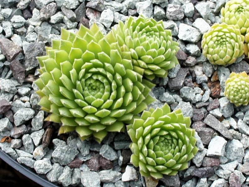 Ory
