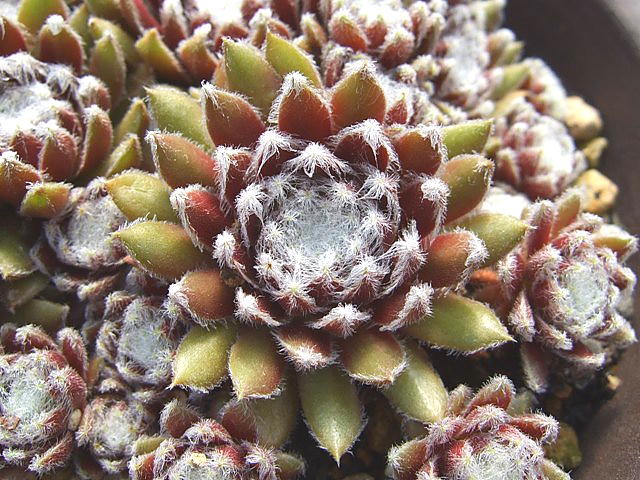 Urmina