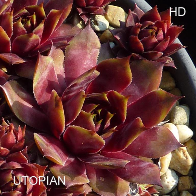 Utopian