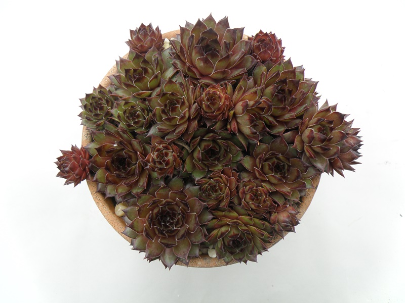 Olivine