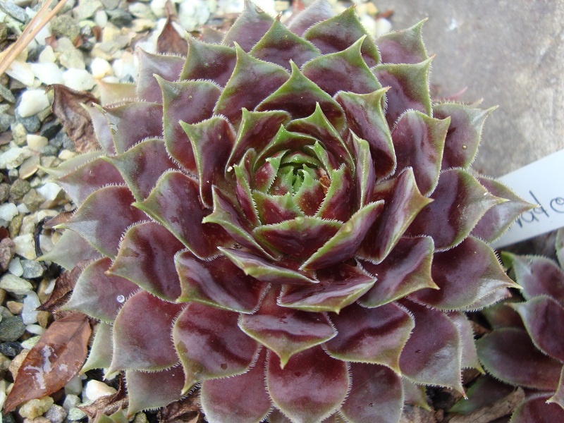 Oratorio