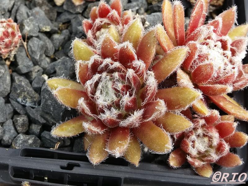 Urmina