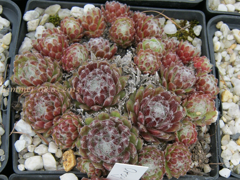 Oroyo
