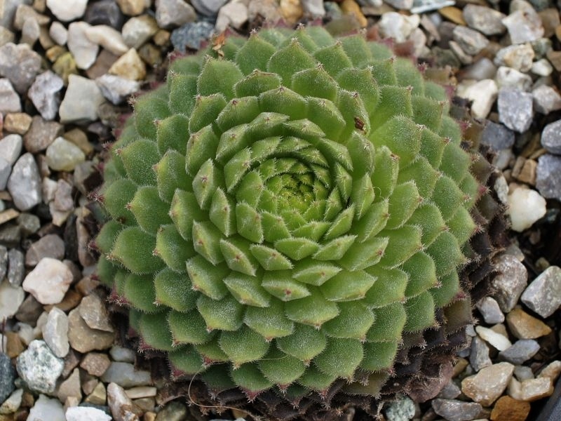 Urska