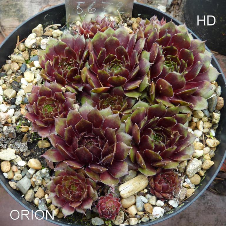 Orion