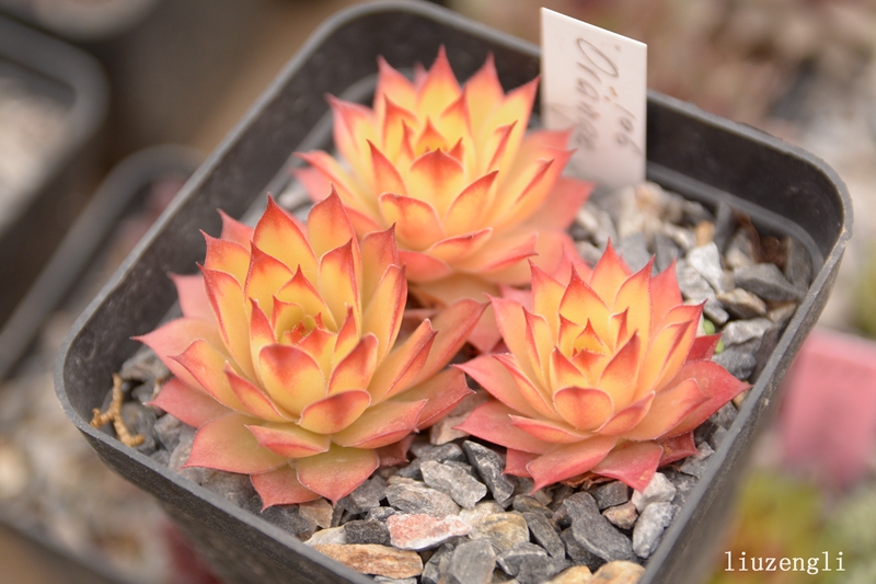 Orange Glow