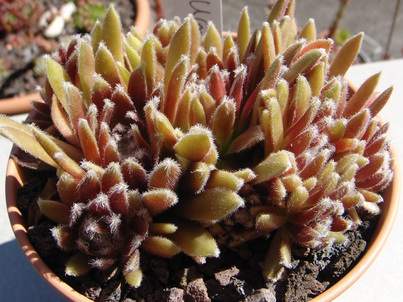 Urmina