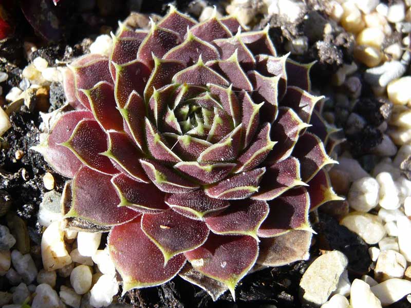 Orphia / Jovi
