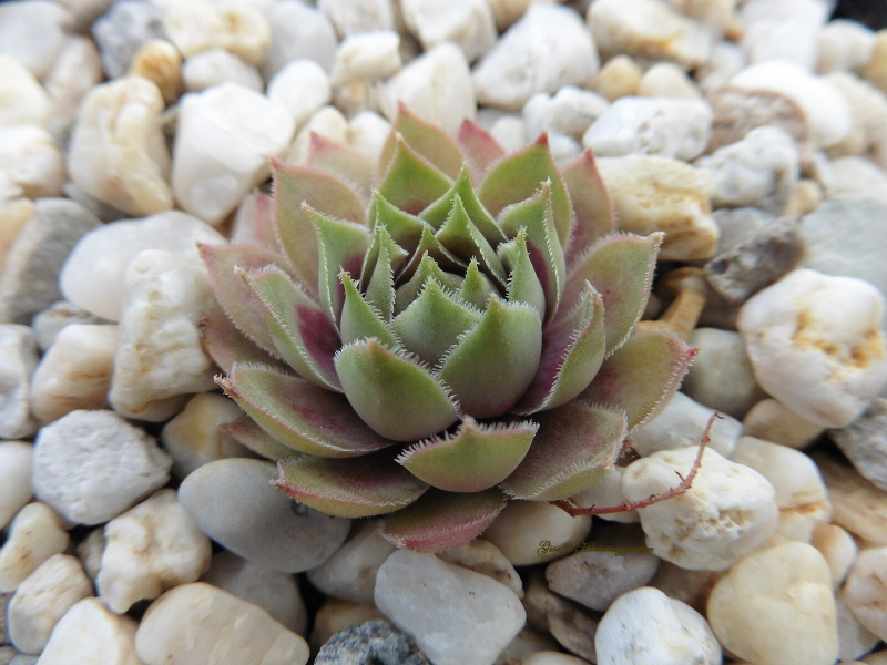 Unakite