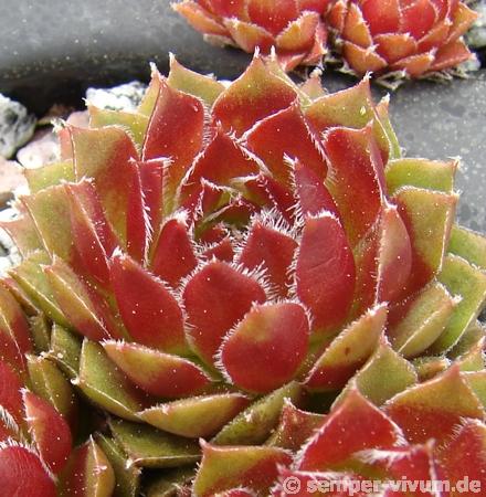 Orange Frost