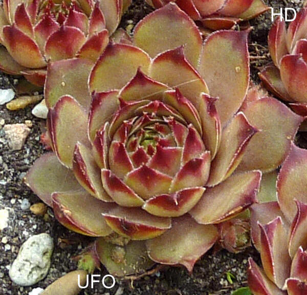 Ufo
