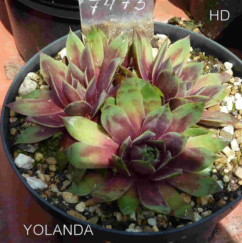 Yolanda