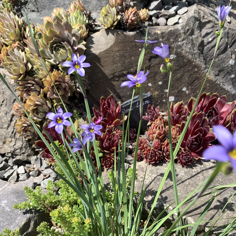 Binsenlilie Sisyrichnum angustfolium