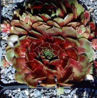 Ornatum