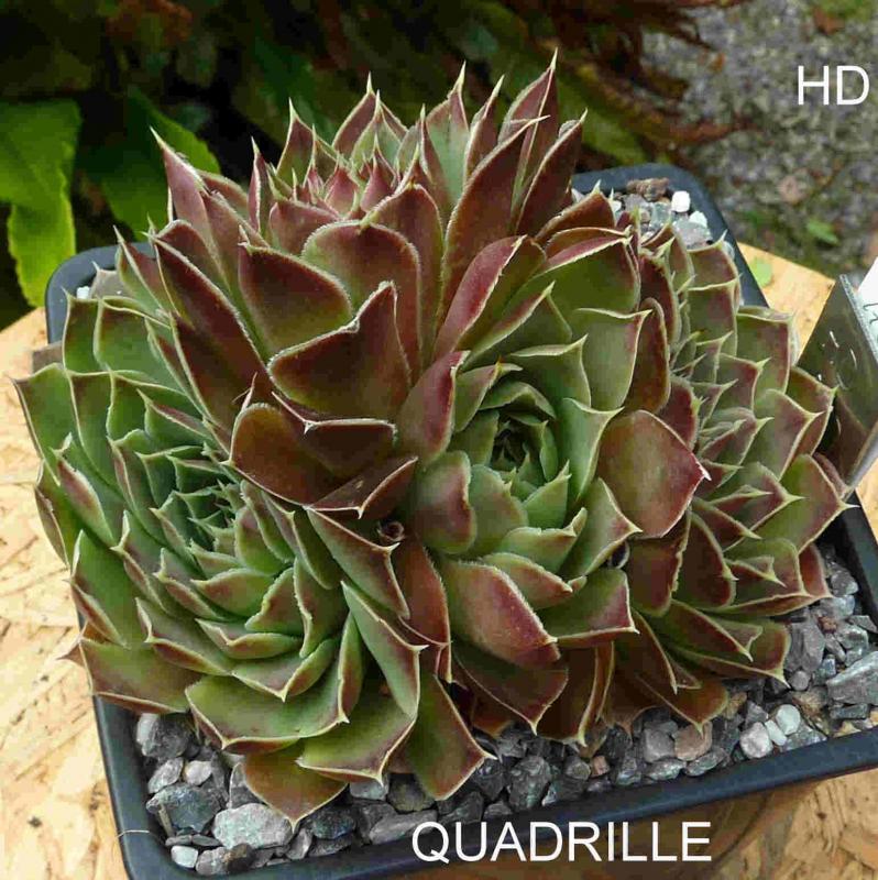 Quadrille / Jovi