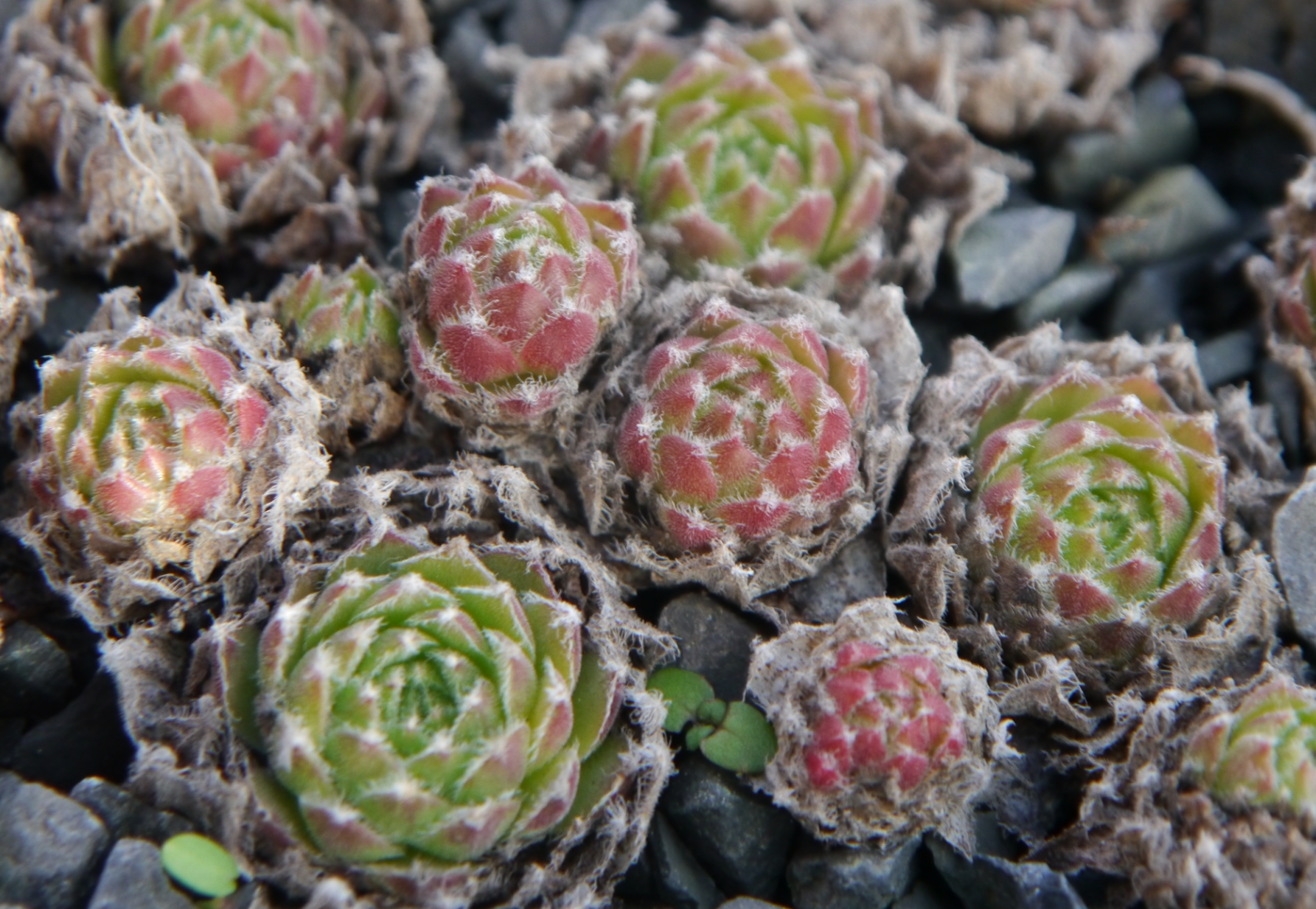 arachnoideum (sanguineum) 