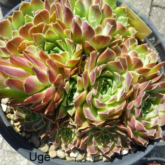 Uge / Jovi