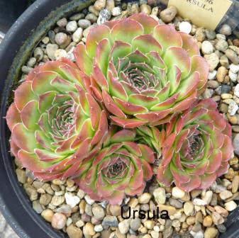 Ursula / Jovi