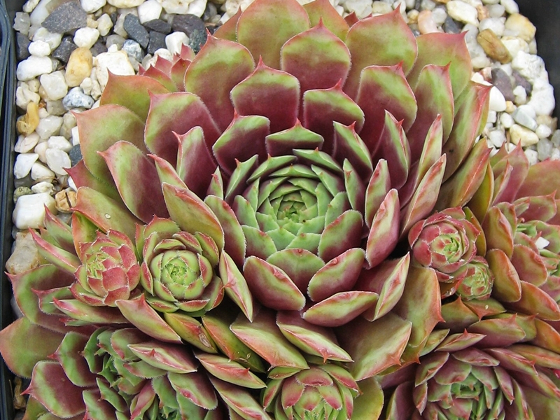 Rubra Ray